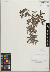 Foto von Salix myrsinifolia Salisb.